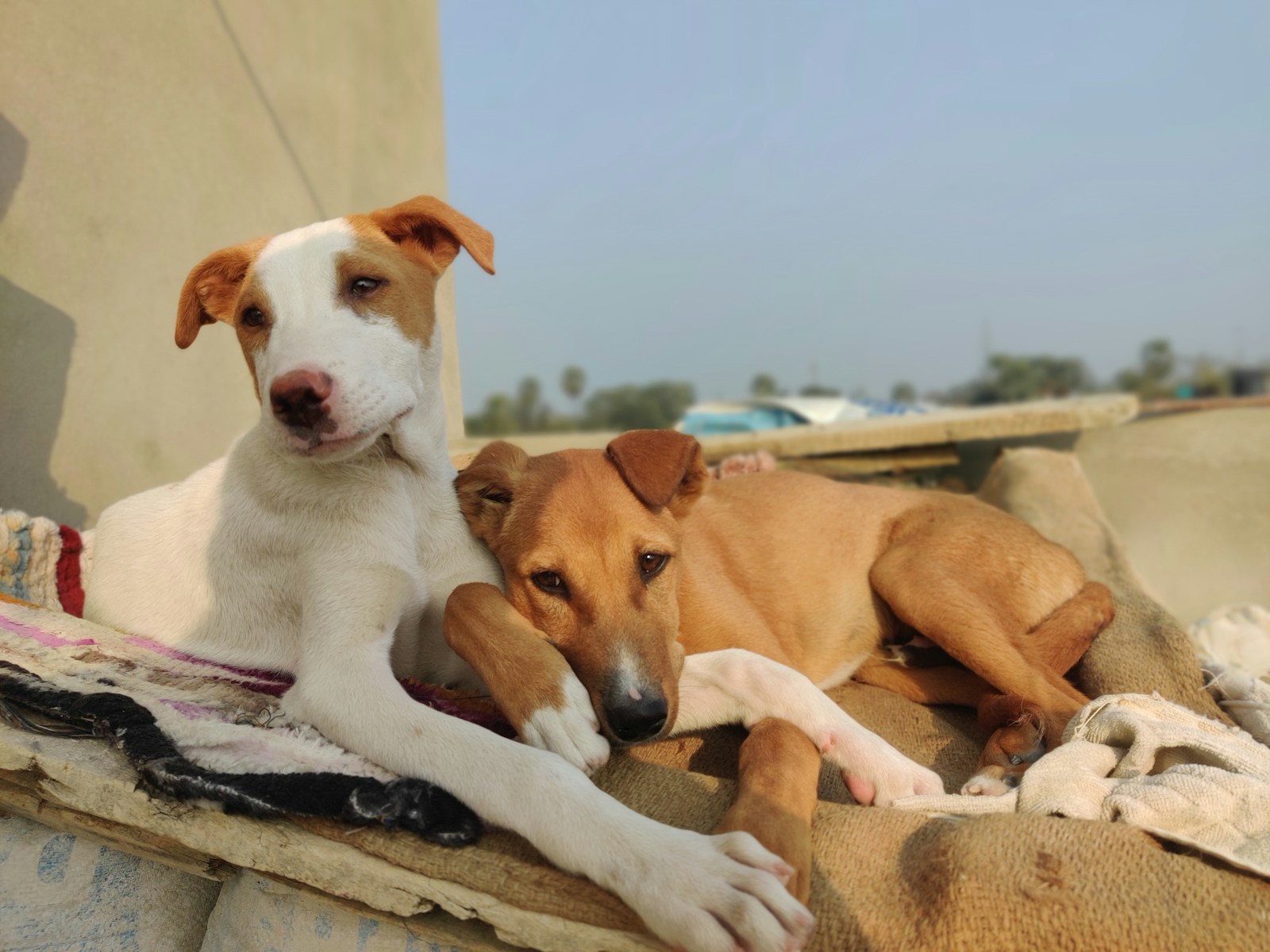 two brown and white dogs laying next to each other